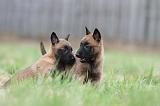 MALINOIS 849